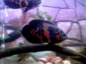 gallery_13260_1264_16228.jpg