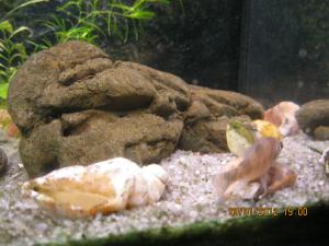 gallery_15405_1282_1078603.jpg