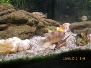 gallery_15405_1282_351828.jpg