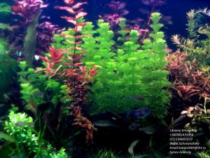 gallery_11723_1289_430390.jpg