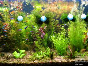 gallery_11723_1289_655299.jpg