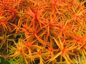 gallery_11723_1289_126533.jpg