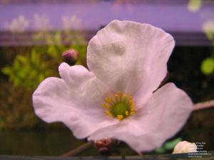 gallery_11723_1289_1330866.jpg