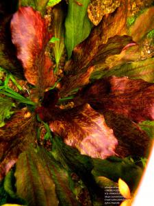 gallery_11723_1289_1521388.jpg