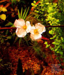 gallery_11723_1289_193224.jpg