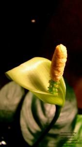 gallery_11723_1289_264336.jpg