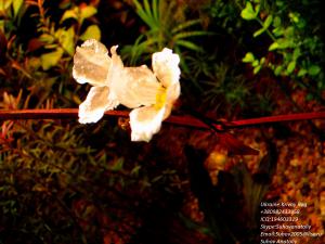gallery_11723_1289_265023.jpg