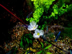 gallery_11723_1289_29176.jpg