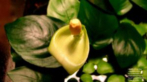 gallery_11723_1289_298672.jpg