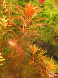 gallery_11723_1289_351359.jpg