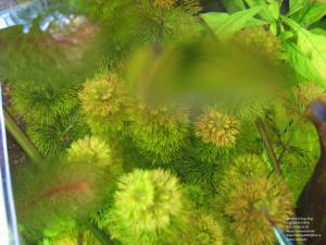 gallery_11723_1289_353961.jpg