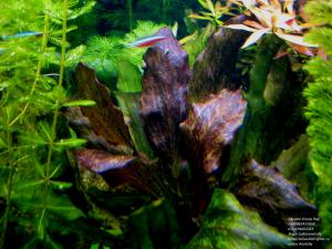 gallery_11723_1289_776812.jpg