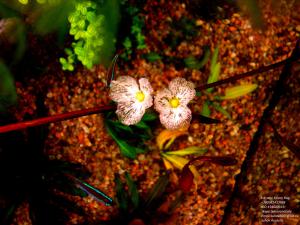 gallery_11723_1289_979018.jpg