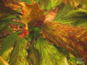gallery_11723_1289_1319307.jpg