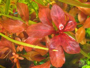 gallery_11723_1289_1329650.jpg