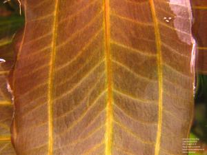 gallery_11723_1289_246927.jpg