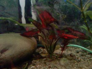gallery_20654_1285_83686.jpg