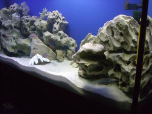 gallery_8233_604_7453.jpg