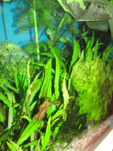 gallery_16956_1294_1819808.jpg