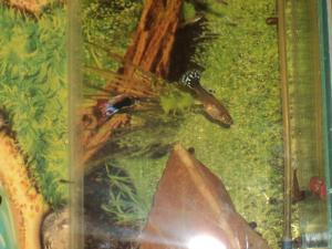 gallery_14957_1310_393386.jpg