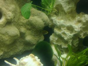 gallery_20903_1315_79016.jpg
