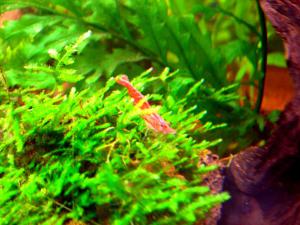 gallery_7576_1065_67742.jpg