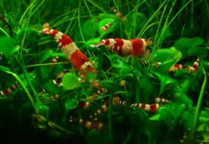 gallery_11538_1095_327505.jpg