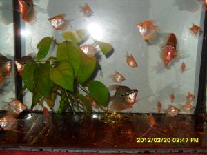 gallery_10017_696_166650.jpg