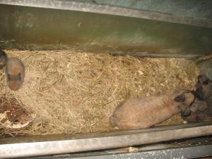 gallery_10800_1330_142532.jpg