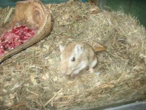 gallery_10800_1330_414852.jpg