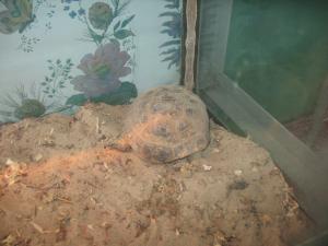 gallery_10800_1330_83137.jpg