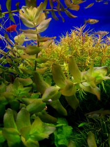 gallery_13203_887_67523.jpg
