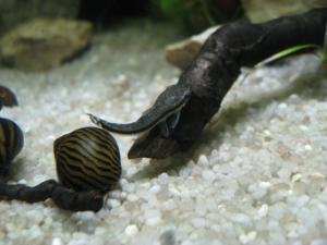 gallery_11498_1336_1023608.jpg