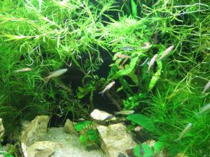 gallery_11498_1336_1308739.jpg
