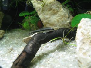 gallery_11498_1336_1309531.jpg