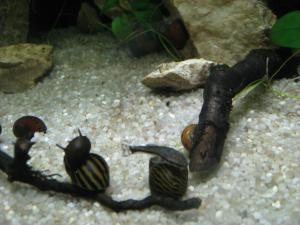 gallery_11498_1336_1475956.jpg