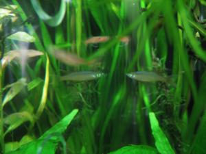 gallery_11498_1336_1617096.jpg