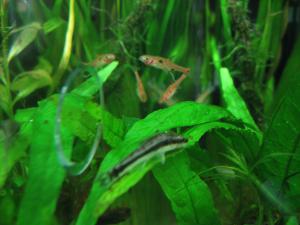 gallery_11498_1336_566096.jpg
