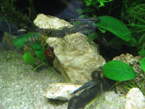 gallery_11498_1336_878713.jpg