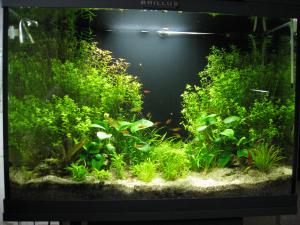 gallery_11498_1336_1112631.jpg