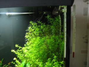 gallery_11498_1336_2401057.jpg