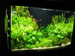 gallery_11498_1336_392410.jpg