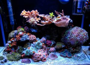 gallery_11498_1343_131126.jpg