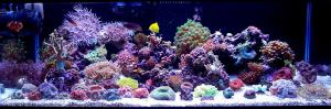 gallery_11498_1343_29690.jpg