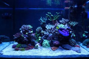 gallery_11498_1343_55440.jpg