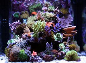 gallery_11498_1343_79095.jpg