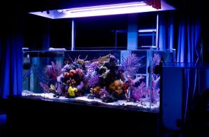 gallery_11498_1344_39499.jpg