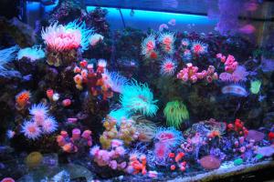 gallery_11498_1344_65523.jpg