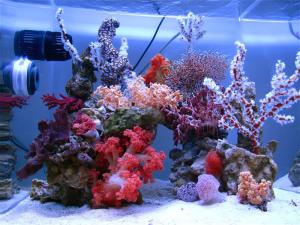 gallery_11498_1343_132671.jpg