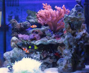 gallery_11498_1343_27011.jpg